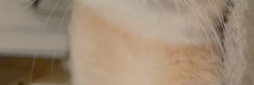 shacutler's profile banner image