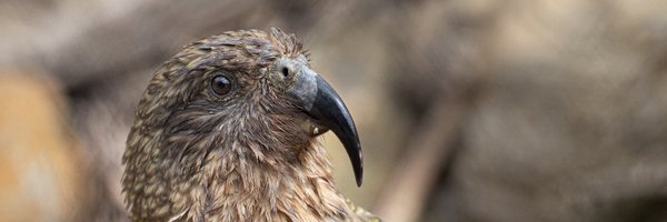 pipek_pavel Profile Banner