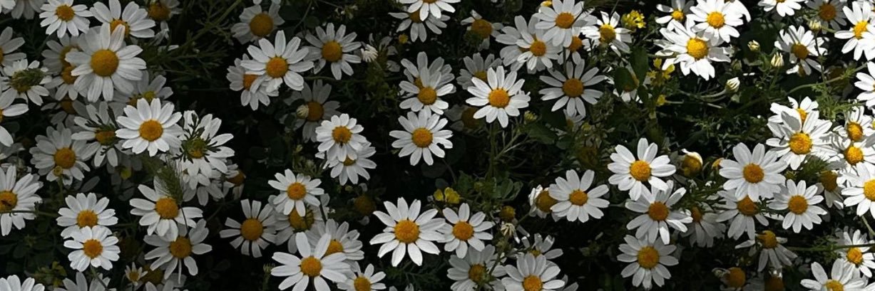 4Rawabi's profile banner image