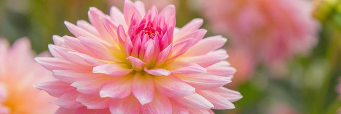 Alphane22's profile banner image