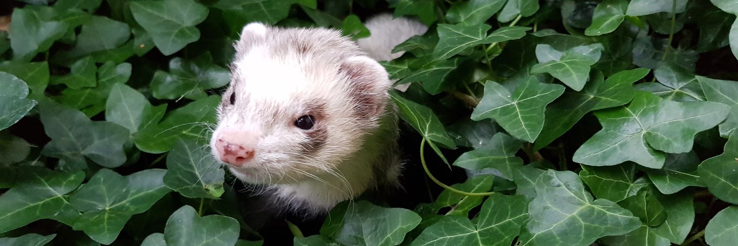 𝕎𝕖𝕒𝕤𝕖𝕝𝕠𝕚𝕕 banner