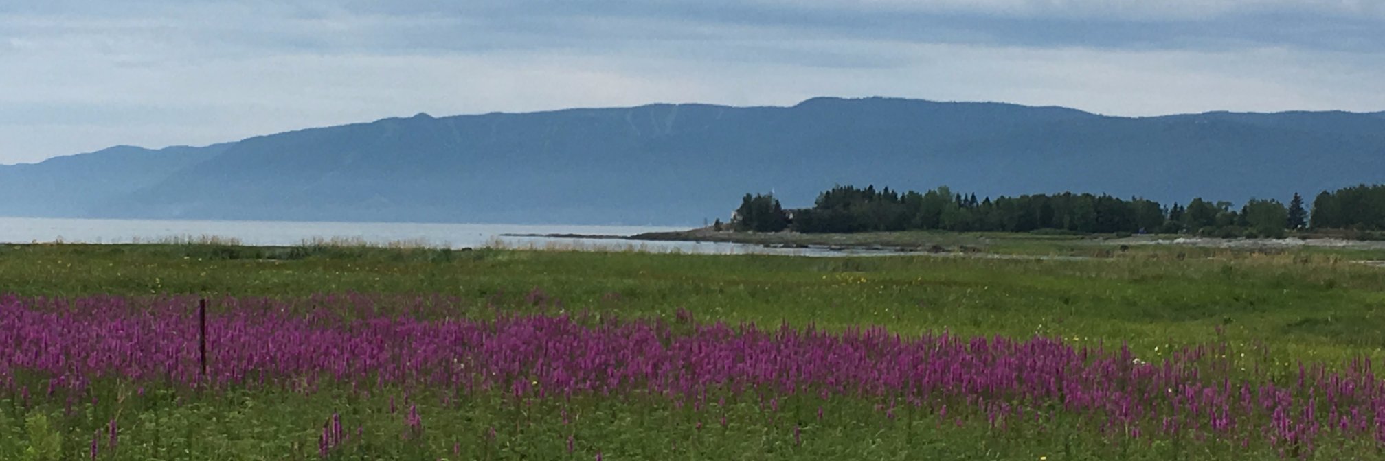 Michele Specht banner