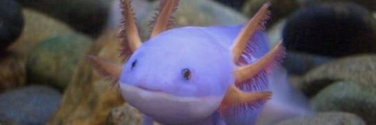 Pilgrim2☦️🇬🇷🇺🇸🤍 banner