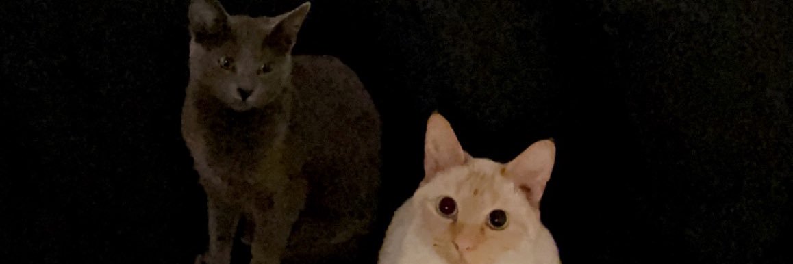 Giannis Auntiegotapoodle banner