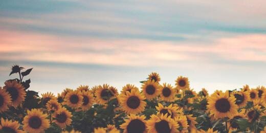 febibiew's profile banner image