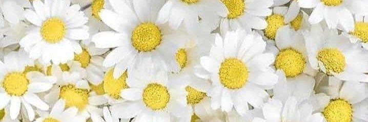 {🌼 🅰️🆁🅴🅴🅹 🌼} banner