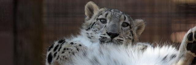 blizleopard's profile banner image