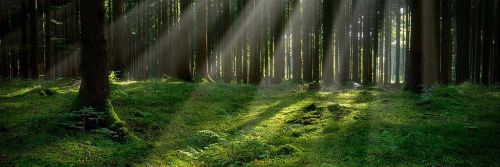 Ольга Звездакова ( Морозова) banner