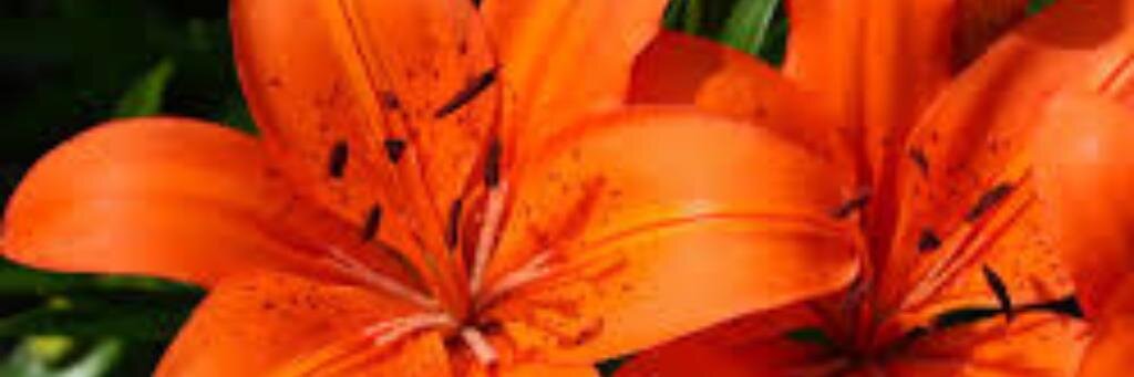 AkuaBeauty4Life's profile banner image