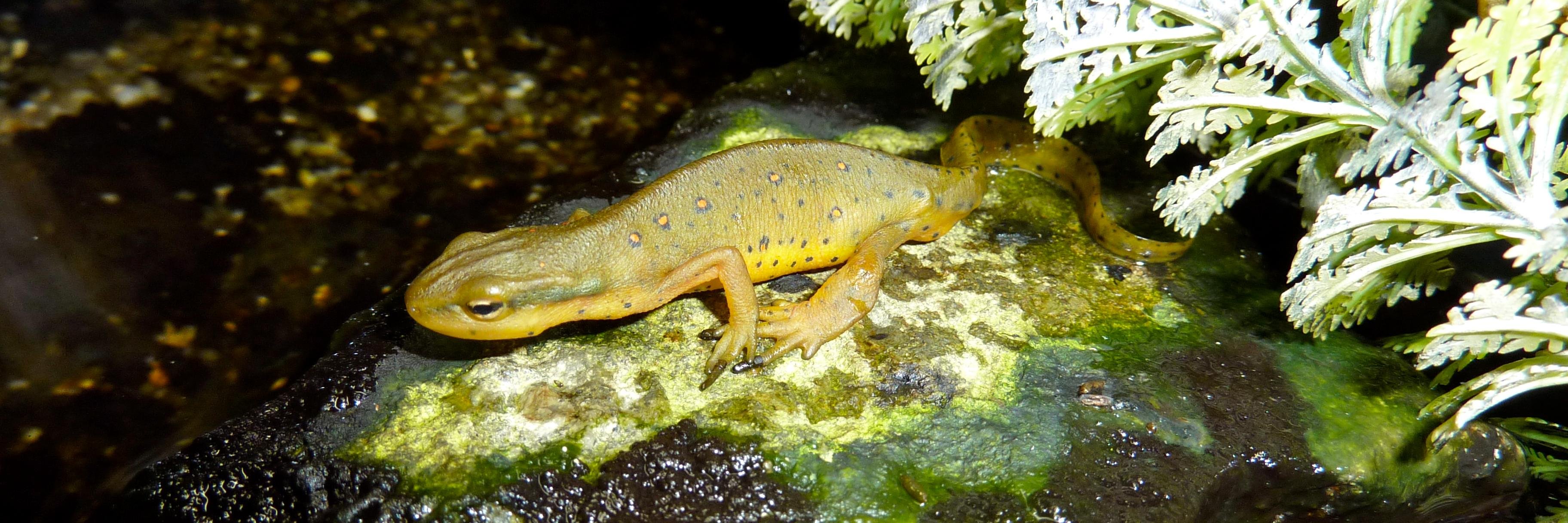 CSH Fish Hatchery banner