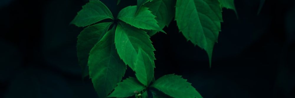 Simple_Tallk's profile banner image