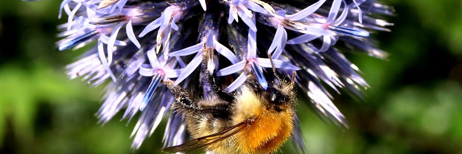 Genesis Plant Mktg banner