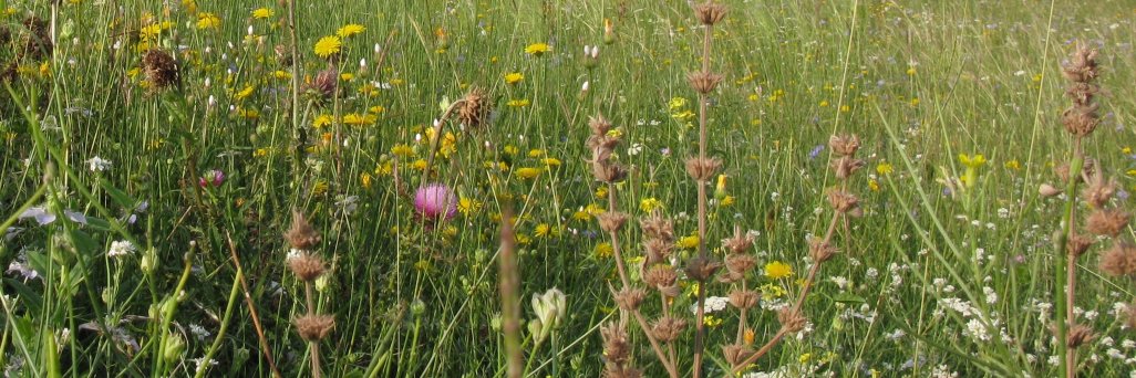 OU S206 Env. Science banner