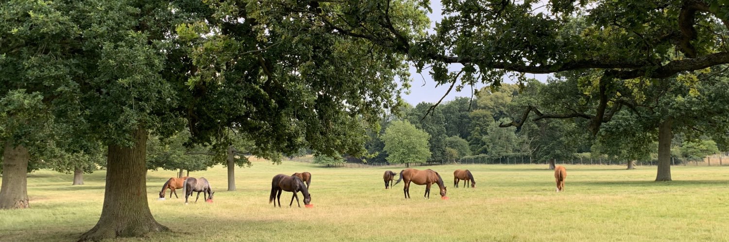 Galloway Stud banner