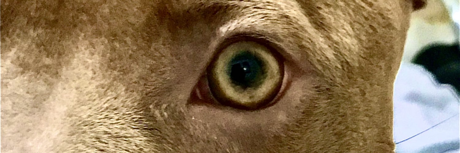 soymarialelele's profile banner image