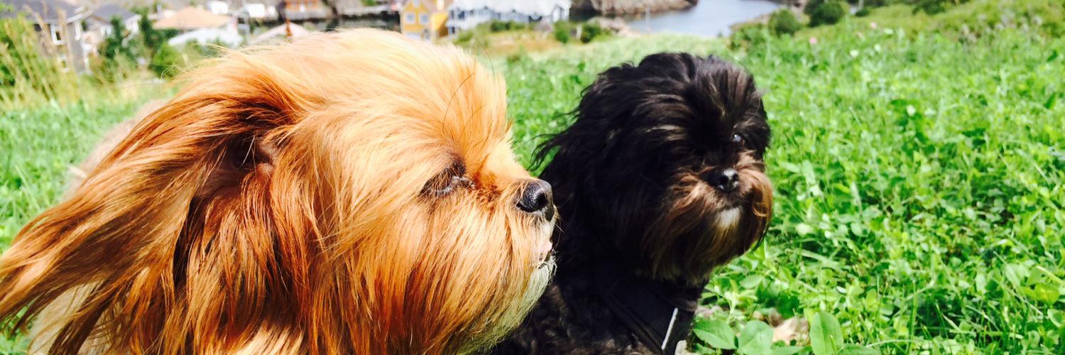 newfie4ever's profile banner image
