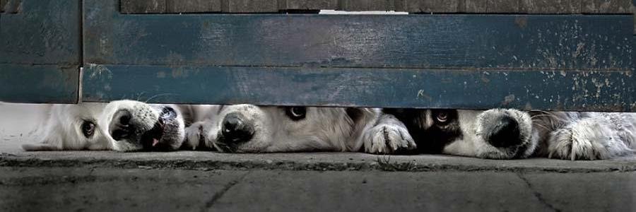 Micheline Gamache banner