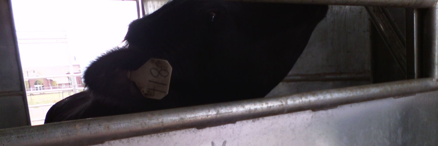 love_4_ever banner