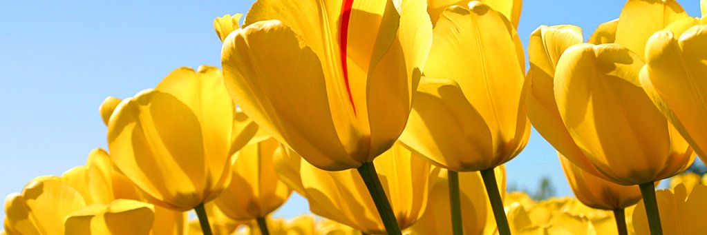 Julie Henry banner