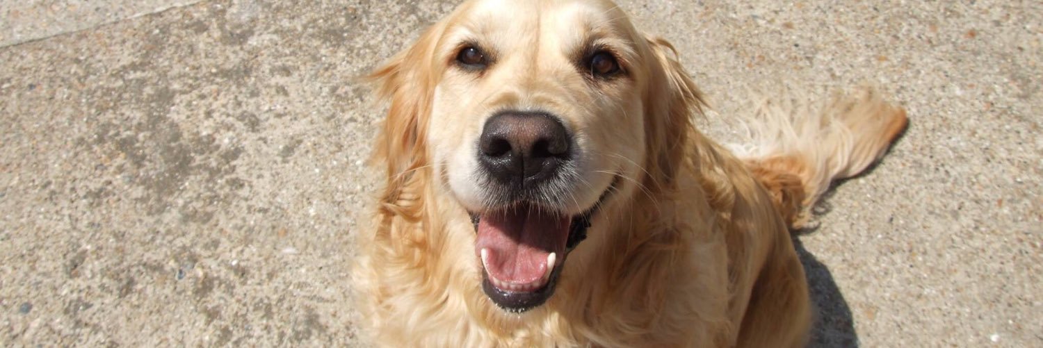 allennmaisy's profile banner image