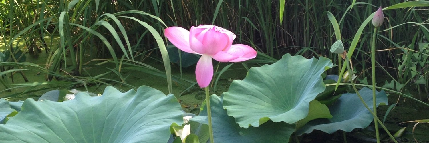 Adriana Camacho banner