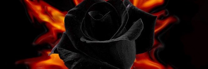 binavf's profile banner image