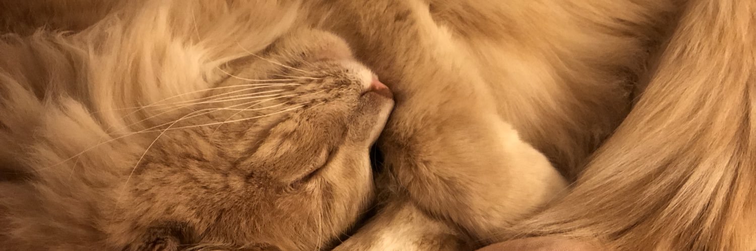 YouWantSomeBro's profile banner image
