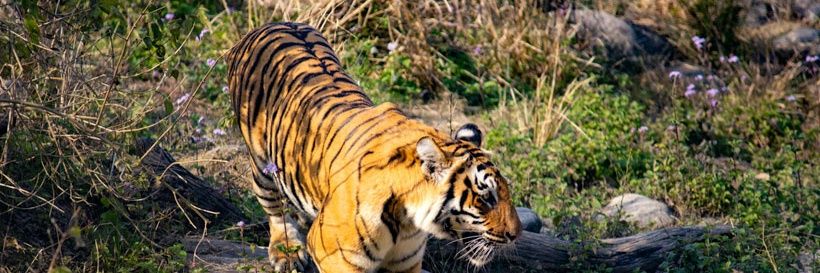 ankitdembla89's profile banner image