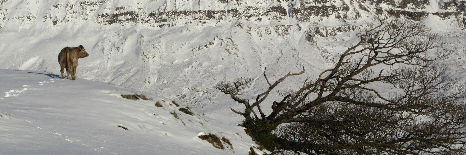 Stephen John Senn banner