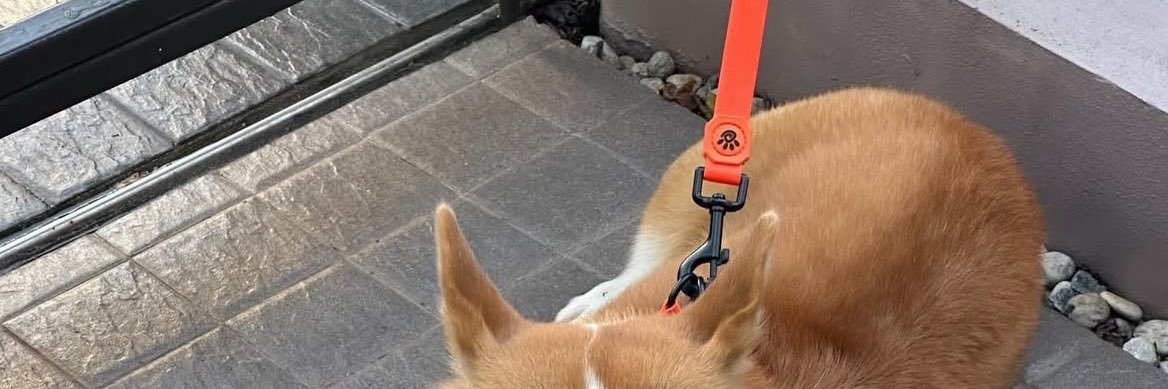 ‎ ༘⋆ღhii ·˚♡st🐶🐈 banner