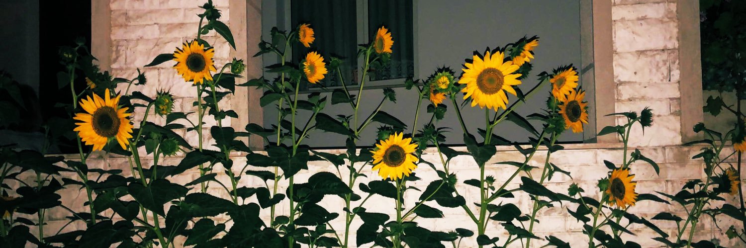 SedefPozan's profile banner image
