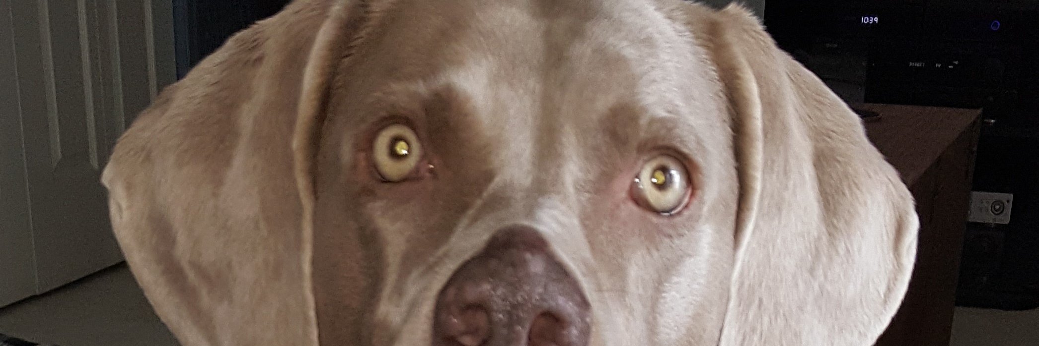 🇺🇸I Voted for this!🇺🇸 banner