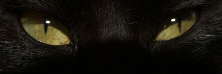 🥀 banner