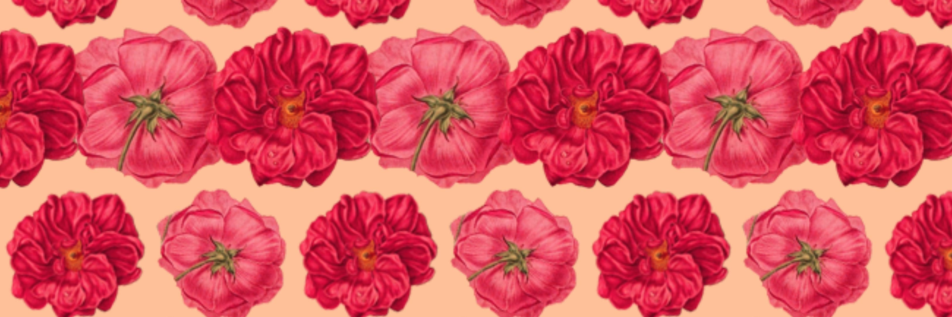 carothecreative's profile banner image