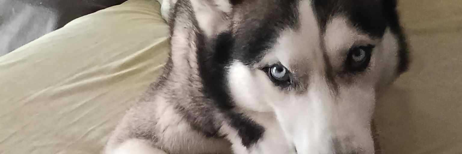 AdRijaja2's profile banner image