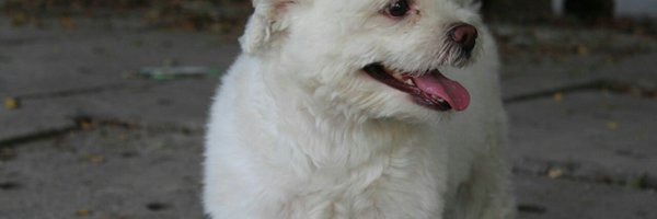 artistic_brains Profile Banner