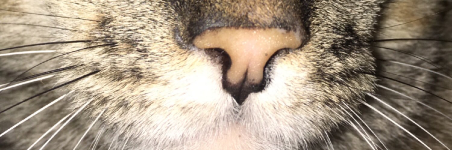 lizardmarshall's profile banner image