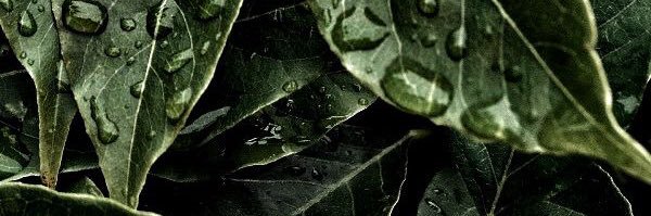 CrisCalderonAvi's profile banner image