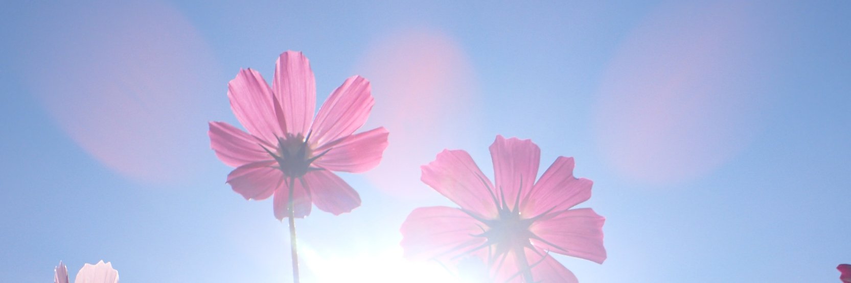 tomichi0829's profile banner image