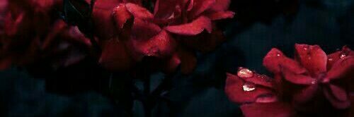 bernadiineC's profile banner image