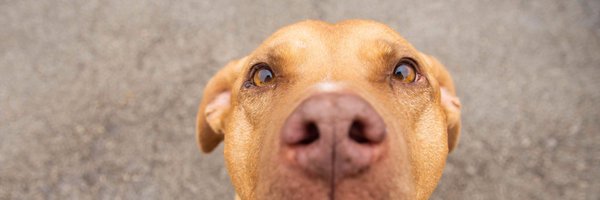 UnleashedRescue Profile Banner