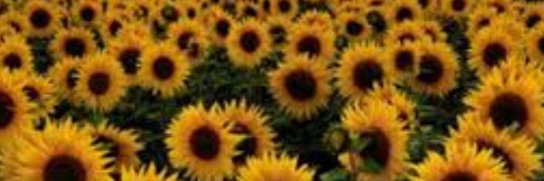 Sandy49935958's profile banner image
