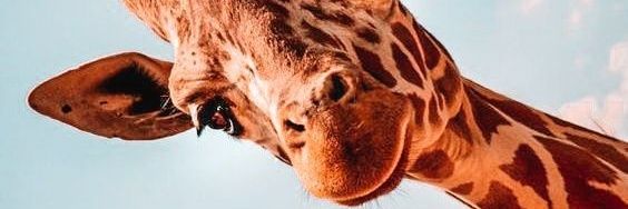 Carolynlale's profile banner image