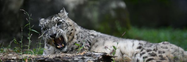 yo3_wing Profile Banner