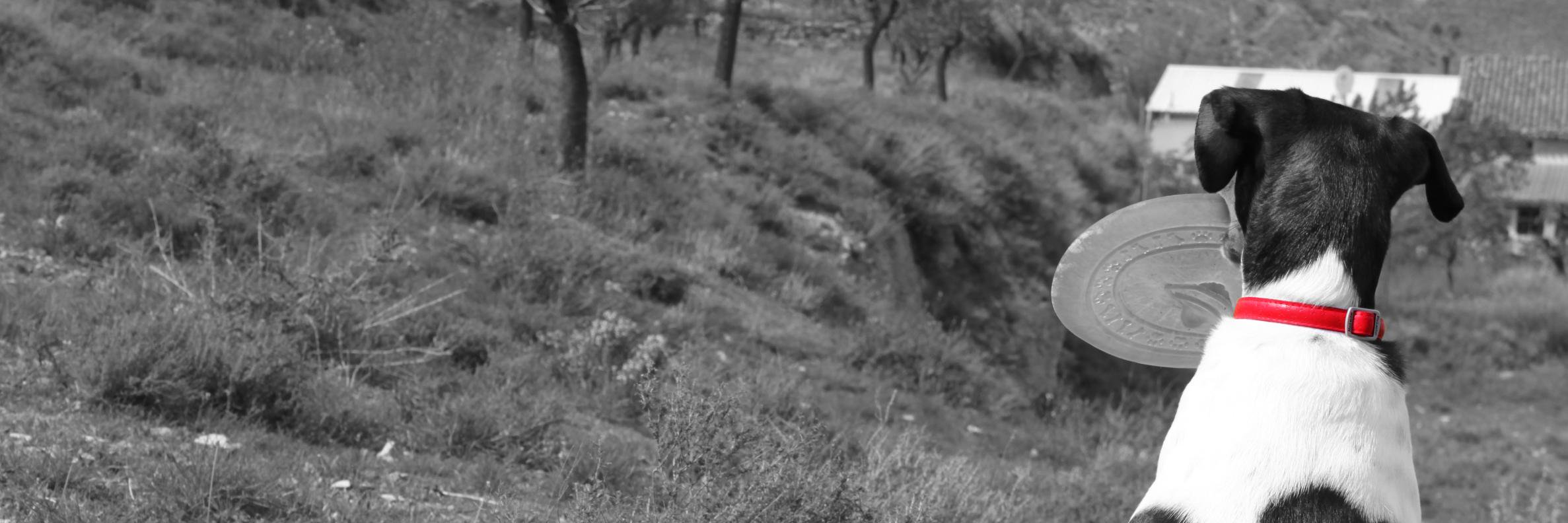 crisistemporal's profile banner image