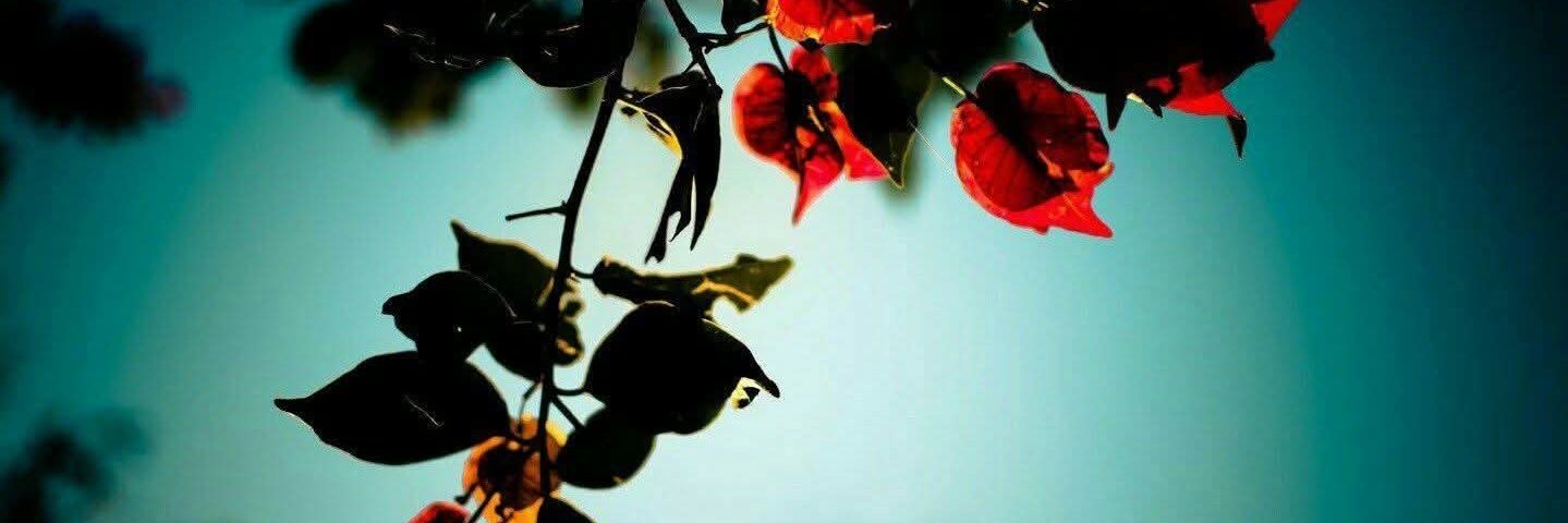 oleseamd's profile banner image