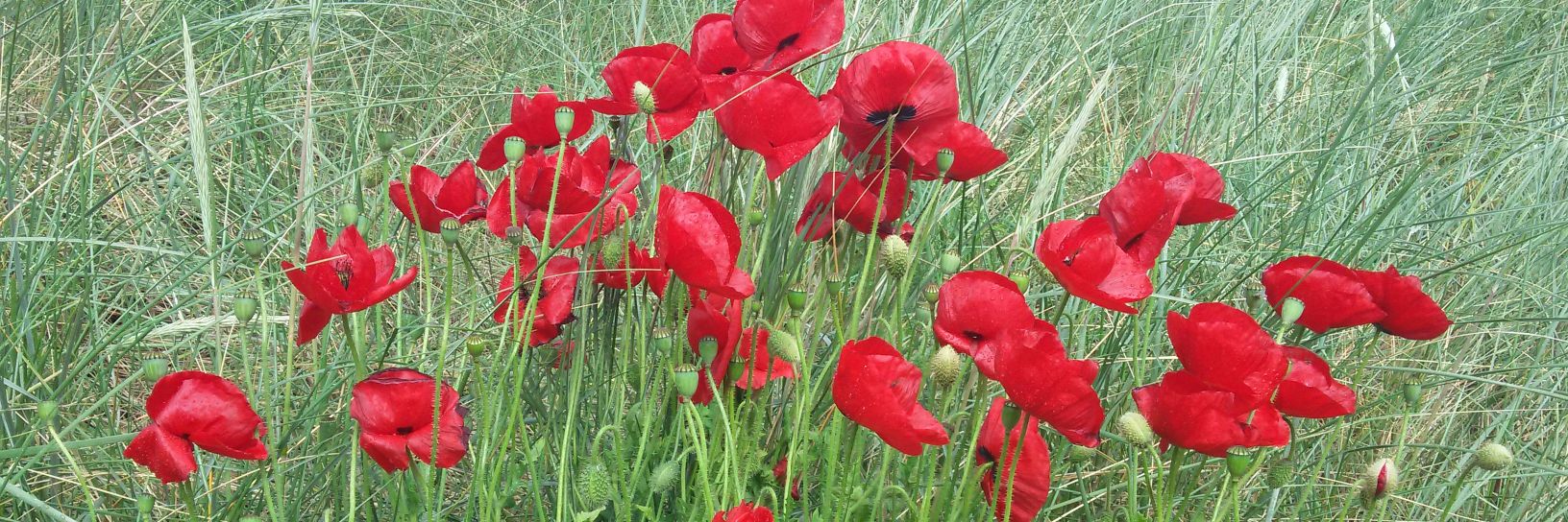 Ellen van Selm banner