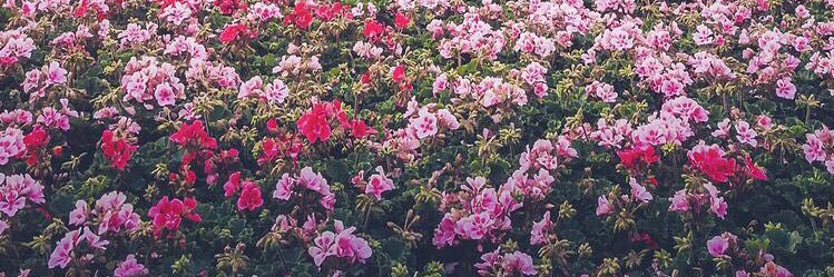 ✨C banner