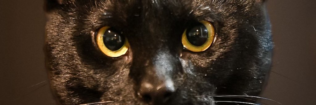gnargoil's profile banner image