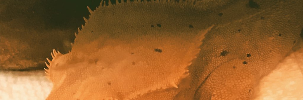 innerlifedirect's profile banner image